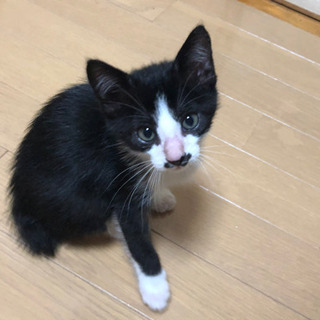 里親募集してます。生後2ヵ月