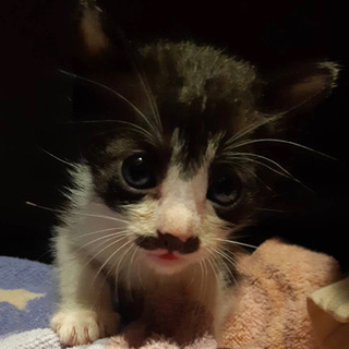 生後1か月半ぐらいの子猫ちゃんの里親募集　実際見ると凄く可愛い💕です。