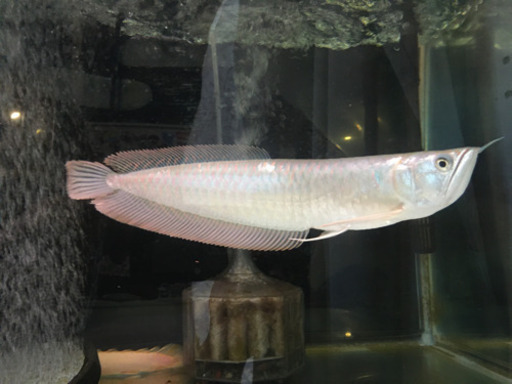 シルバーアロワナ　8000円