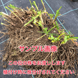 花が咲かないニラ(一年中収穫可能)の画像