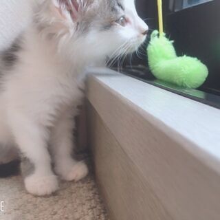 ☆小さくてふわふわ☆キジ白の可愛い女の子をもらってください - 堺市