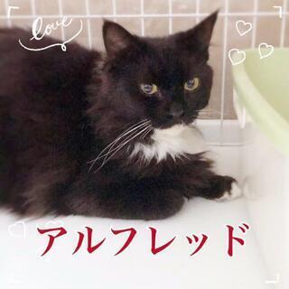 長毛MIXのきれいな猫