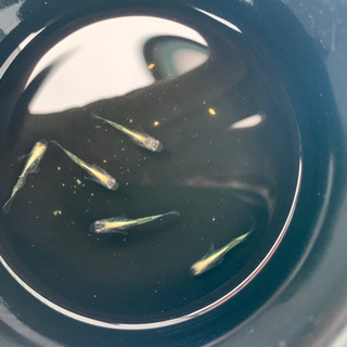 ドラゴンブルー  メダカ 若魚 1匹1000円