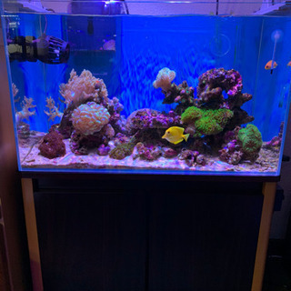 海水水槽一式