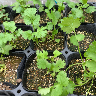 お野菜10種類以上！夏野菜や秋野菜　摘みたてルッコラなど　パクチーの苗オマケ付きの画像