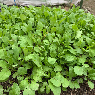 お野菜10種類以上！夏野菜や秋野菜　摘みたてルッコラなど　パクチーの苗オマケ付きの画像