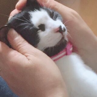 ♡大きな瞳がとっても美しいハチワレの女の子