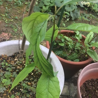 アボカド苗、柿苗の画像