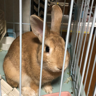 誰かもらってください
