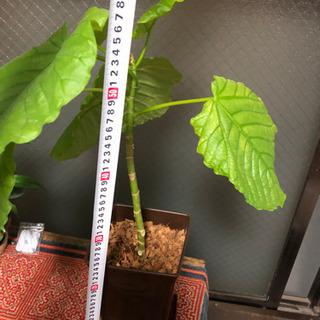 観葉植物　ウンベラータ　【決まりました】の画像
