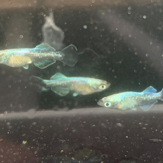 ドラゴンブルー  メダカ 若魚 1匹1000円の画像
