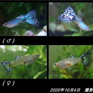プラチナ  アクアマリン？ モザイク グッピー ／ 3ペア～（※...