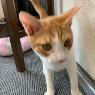 一緒に保護猫カフェを作ってみませんか？の画像