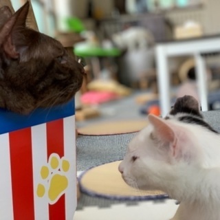 一緒に保護猫カフェを作ってみませんか？の画像