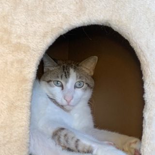 一緒に保護猫カフェを作ってみませんか？の画像