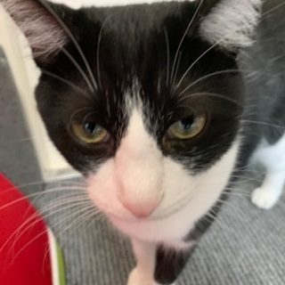 一緒に保護猫カフェを作ってみませんか？の画像