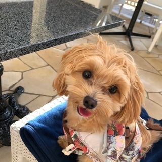犬友募集🐶