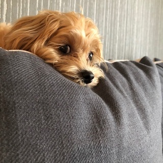 犬友募集🐶 - その他