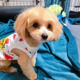 犬友募集🐶 − 東京都