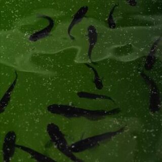 ☆｡◕‿◕｡)ﾉ　黒揚羽　若魚　１ペア　☆｡◕‿◕｡)ﾉ　引き取り限定