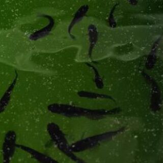 ☆｡◕‿◕｡)ﾉ　黒揚羽　若魚　１ペア　☆｡◕‿◕｡)ﾉ　引き取り限定の画像