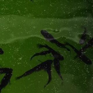 ☆｡◕‿◕｡)ﾉ　黒揚羽　若魚　１ペア　☆｡◕‿◕｡)ﾉ　引き取り限定の画像