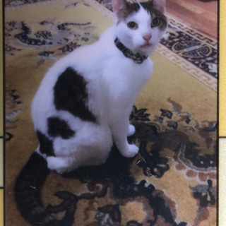 名前；楽太郎（雄）雑種:白黒猫