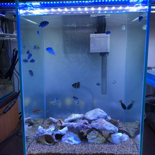 海水魚　たか様連絡用　オヤビッチャ・シマスズメダイ