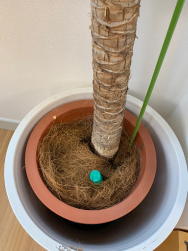 早い者勝ち　観葉植物