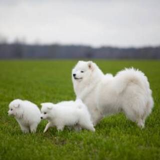 成約済】大型犬複数飼える平家🎵犬・猫の複数飼育もOK🎵スーパー近...