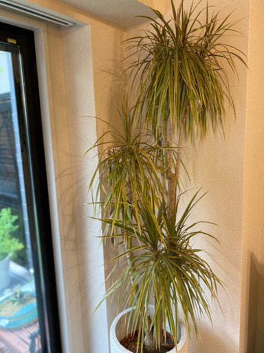 観葉植物