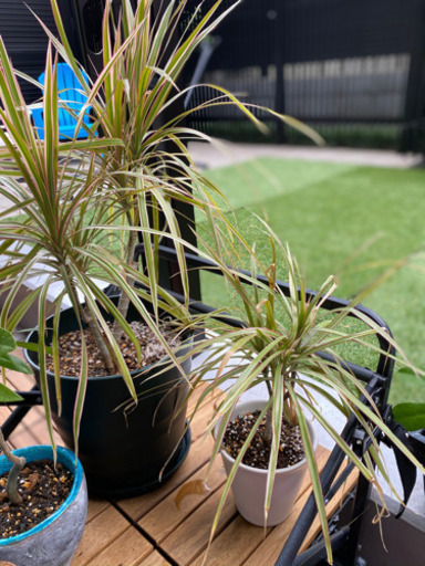 観葉植物