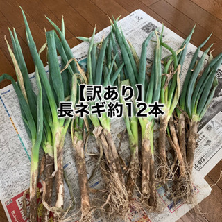 長生農家で収穫した【訳あり】長ネギ約12本セット500円　茂原市...