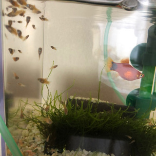 熱帯魚　ミッキーマウスプラティ　差し上げます