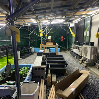 メダカCK 夜まで今週します。