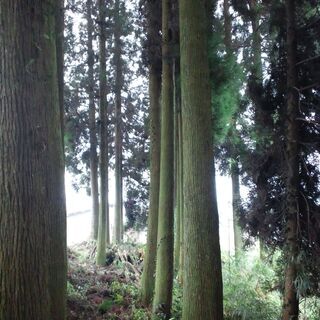 山林を売りたい方、相続でお困りの方ご相談下さい。