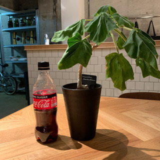 ウンカリーナ　ルーズリアナ 実生　塊根植物の画像