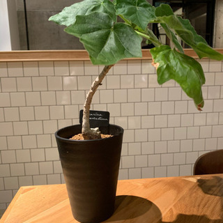 ウンカリーナ　ルーズリアナ 実生　塊根植物の画像