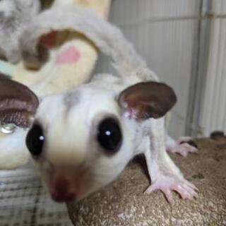 フクロモモンガ　ブリーダーしてます！