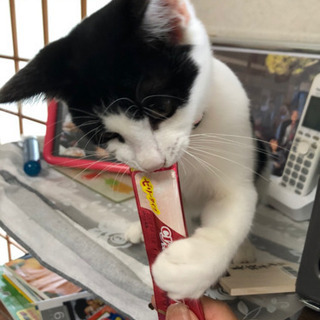 一旦募集停止‼️人なっこい甘えん坊の女の子です💕【終の住処決まり...