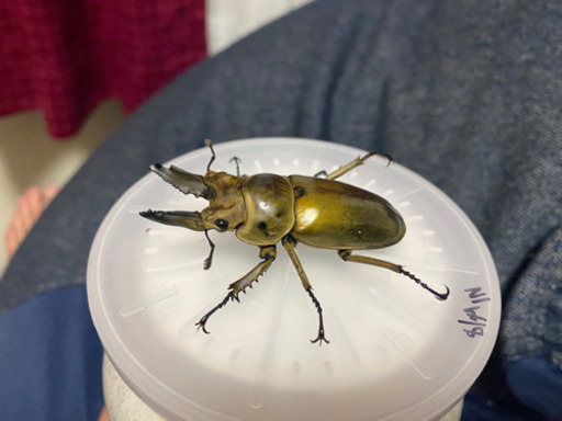 ババオウゴンオニクワガタ♂約58ミリ×♀約45ミリ　使用済ペア