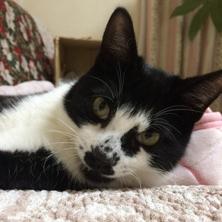 小田原市小竹で猫を探しています