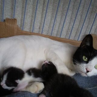 生後3週間目のハチワレ柄の仔猫 - 太田市