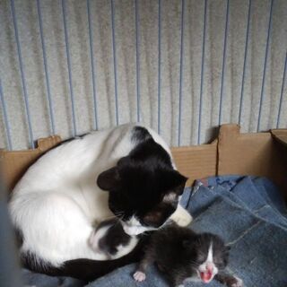 生後3週間目のハチワレ柄の仔猫 - 猫