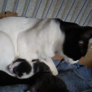 生後3週間目のハチワレ柄の仔猫 - 里親募集