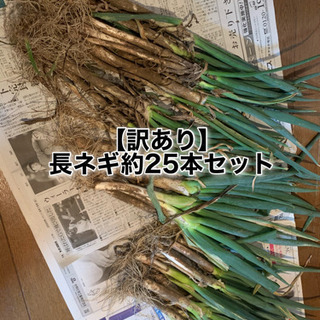 長生農家で収穫した【訳あり】長ネギ約25本セット900円　茂原市...
