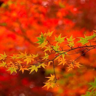 11月22日（日）に山科・東山で紅葉撮影します！