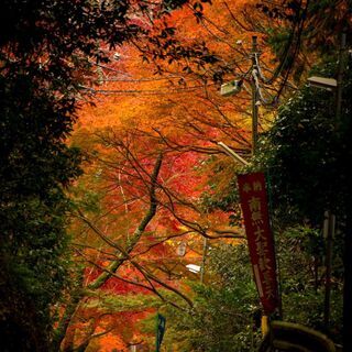 11月22日（日）に山科・東山で紅葉撮影します！ - 京都市