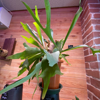 観葉植物　ビカクシダ　コウモリラン　ビフルカツム