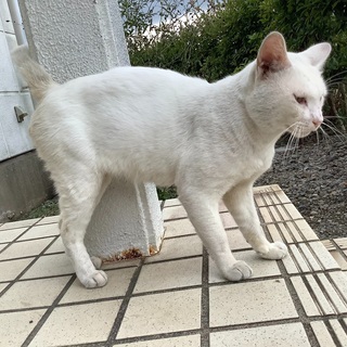 白猫　オス1歳　ワクチン済　去勢済　